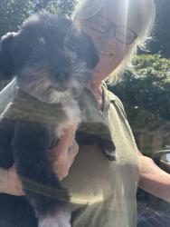 Reunited Male Dog last seen Notre dame, Belmont, CA 94002