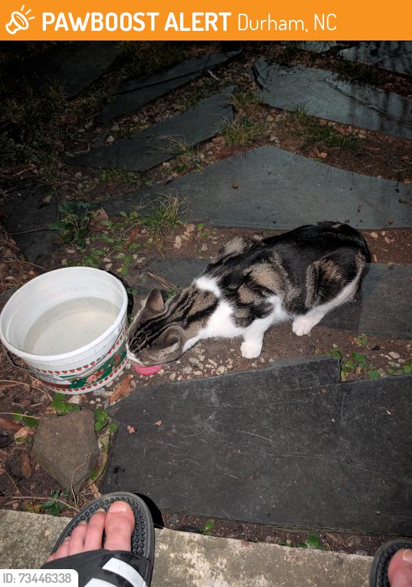 Found/Stray Unknown Cat last seen Chapel Hill Rd and Prince St, Durham, NC 27707