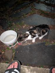 Found/Stray Unknown Cat last seen Chapel Hill Rd and Prince St, Durham, NC 27707