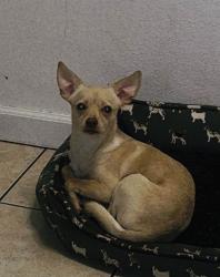 Lost Male Dog last seen Near w 4th ave, Lakewood, CO 80226