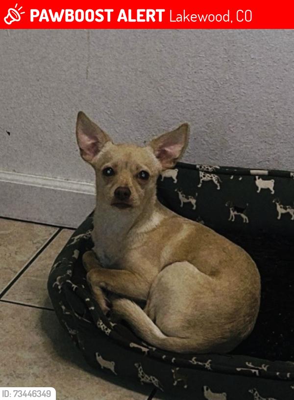 Lost Male Dog last seen Near w 4th ave, Lakewood, CO 80226