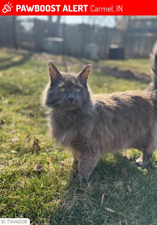 Lost Female Cat last seen 96th and keystone off lakeshore dr, Carmel, IN 46033