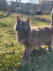 Lost Female Cat last seen 96th and keystone off lakeshore dr, Carmel, IN 46033