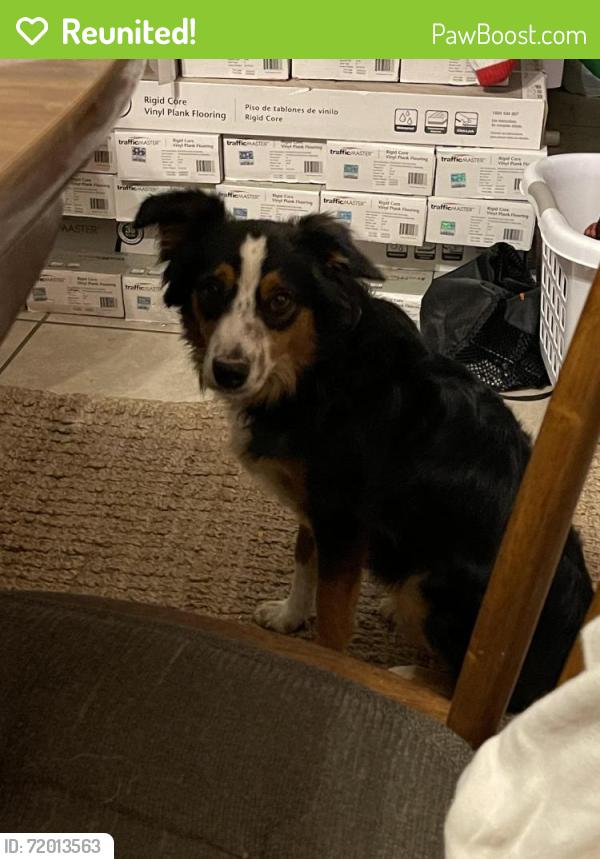 Reunited Female Dog last seen Brisbane Meadows and Lucinda Meadows, Katy, TX 77449