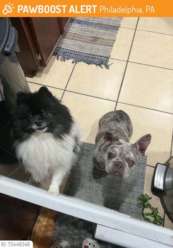 Found/Stray Female Dog last seen wissinoming playground Charles and Howell street, Philadelphia, PA 19135