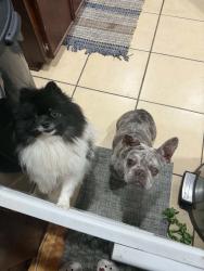 Found/Stray Female Dog last seen wissinoming playground Charles and Howell street, Philadelphia, PA 19135