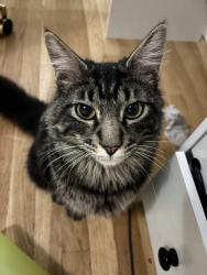Lost Male Cat last seen Near sliding hill road, Ashland, VA 23005