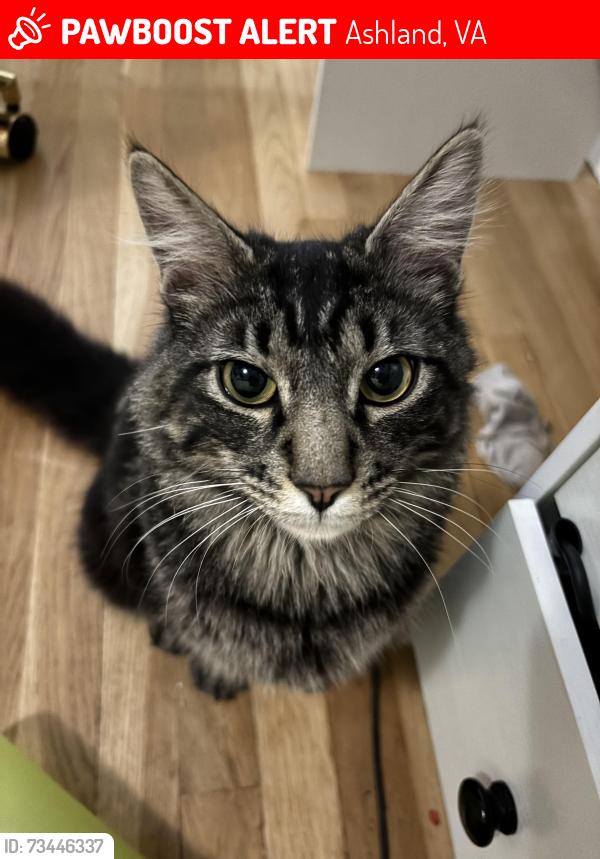 Lost Male Cat last seen Near sliding hill road, Ashland, VA 23005