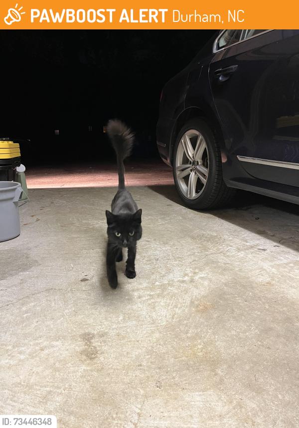 Found/Stray Female Cat last seen Kirkwood Dr off Guess St, Durham, NC 27705