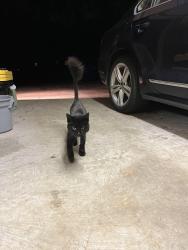 Found/Stray Female Cat last seen Kirkwood Dr off Guess St, Durham, NC 27705