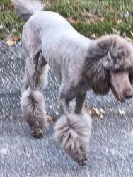Found/Stray Female Dog last seen Hallbrook, Columbia, SC 29209