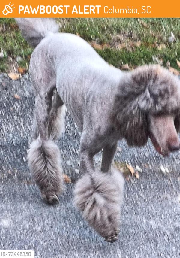 Found/Stray Female Dog last seen Hallbrook, Columbia, SC 29209