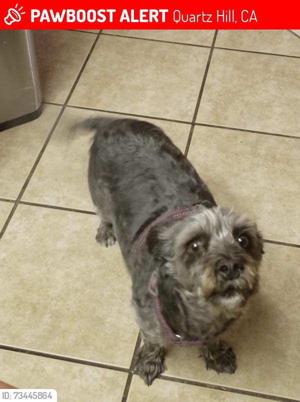 Lost Female Dog last seen Columbia way and 70th, Quartz Hill, CA 93536
