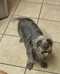 Lost Female Dog last seen Columbia way and 70th, Quartz Hill, CA 93536