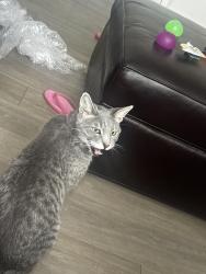 Lost Male Cat last seen 19th & butler, Phoenix, AZ 85021
