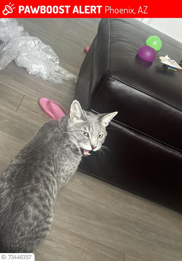 Lost Male Cat last seen 19th & butler, Phoenix, AZ 85021