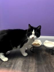Found/Stray Unknown Cat last seen Noe Bixby, Columbus, OH 43232
