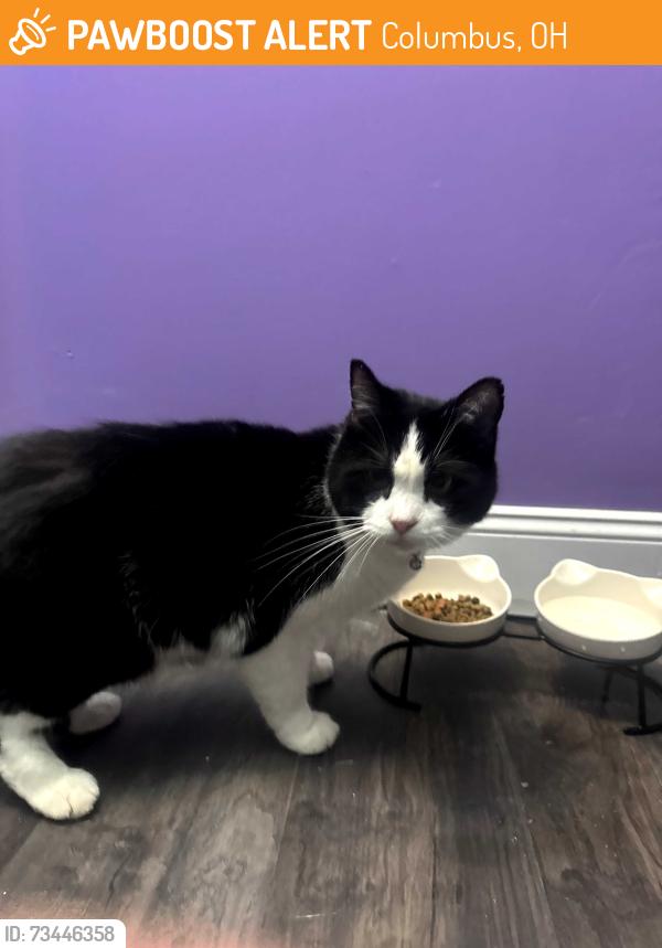 Found/Stray Unknown Cat last seen Noe Bixby, Columbus, OH 43232