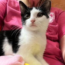 Shelter Stray Male Cat last seen , Animal Care & Control Team of Philly, 111 W Hunting Park Ave, Philadelphia, PA 19140, USA