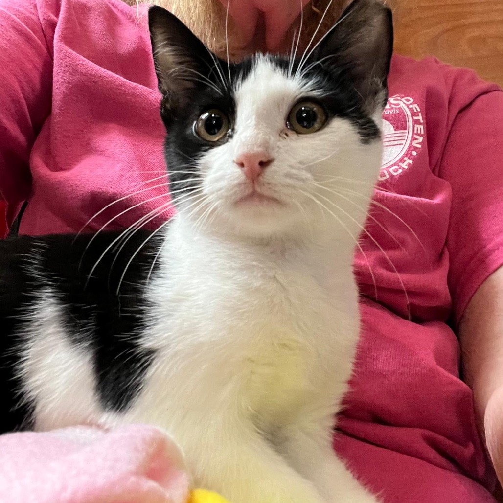 Shelter Stray Male Cat last seen , Animal Care & Control Team of Philly, 111 W Hunting Park Ave, Philadelphia, PA 19140, USA
