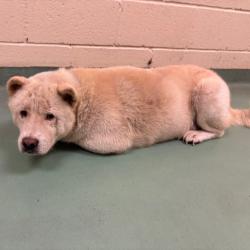 Shelter Stray Male Dog last seen , 2350 Appling City Cove, Memphis, TN 38133, USA