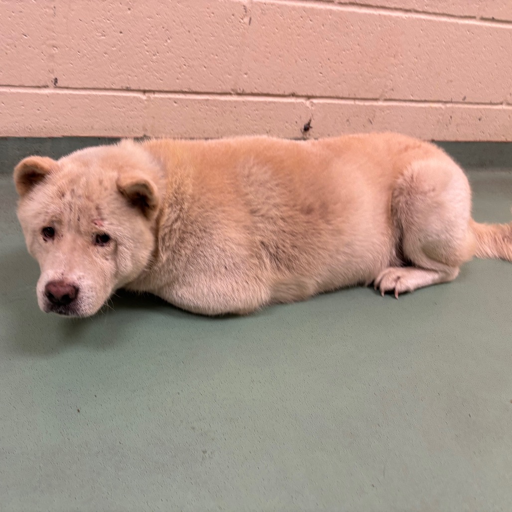 Shelter Stray Male Dog last seen , 2350 Appling City Cove, Memphis, TN 38133, USA