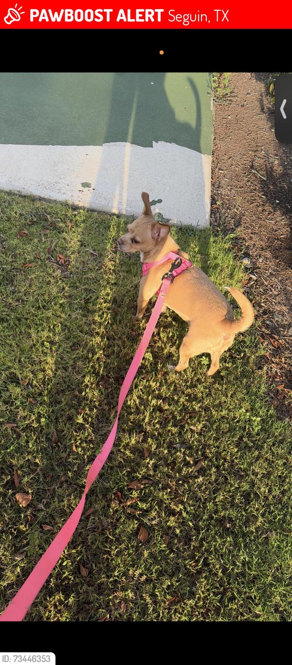 Lost Female Dog last seen the caldwell apmts in seguin, Seguin, TX 78155
