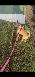 Lost Female Dog last seen the caldwell apmts in seguin, Seguin, TX 78155