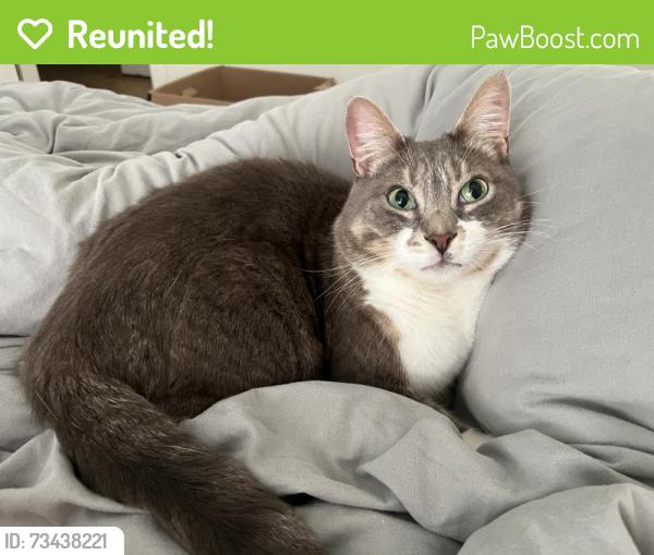 Reunited Male Cat last seen Near fairmount Ave. Jersey Cit, Jersey City, NJ 07306