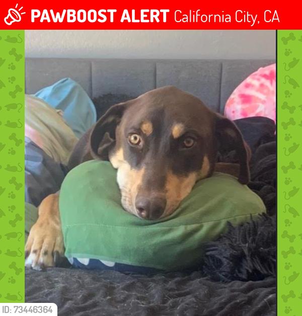Lost Male Dog last seen Manzanita ave/90th California City, CA, California City, CA 93505