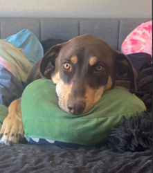Lost Male Dog last seen Manzanita ave/90th California City, CA, California City, CA 93505