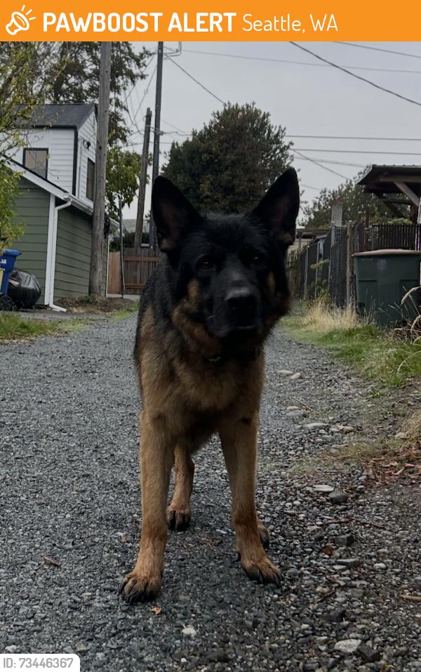 Found/Stray Unknown Dog last seen S Lucile St and 20th Ave S, Seattle, WA 98108