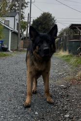 Found/Stray Unknown Dog last seen S Lucile St and 20th Ave S, Seattle, WA 98108