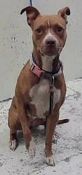 Found/Stray Female Dog last seen W Greens Rd 77060, Houston, TX 77060