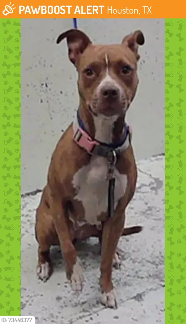 Found/Stray Female Dog last seen W Greens Rd 77060, Houston, TX 77060