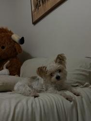 Lost Female Dog last seen charjene way, Sun Valley, NV 89433