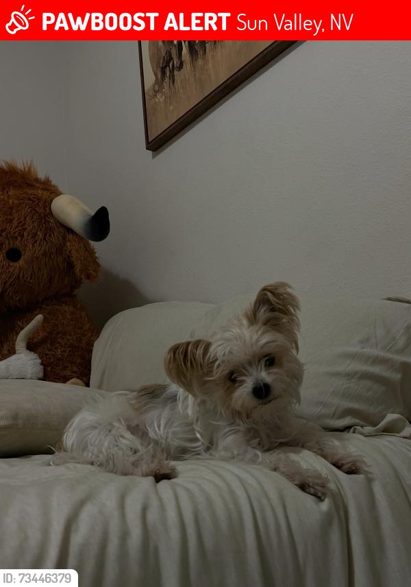 Lost Female Dog last seen charjene way, Sun Valley, NV 89433