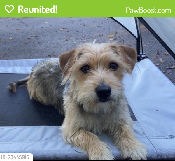 Reunited Female Dog last seen Bradford road culpeper va, Culpeper, VA 22701
