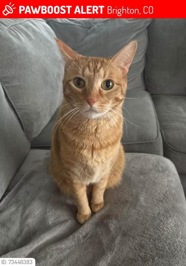 Lost Male Cat last seen 152nd Ave and York St, Brighton, CO 80602