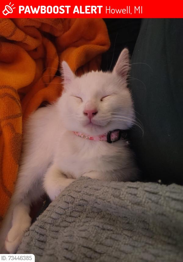 Lost Male Cat last seen M59 @ n hughes, Howell, MI 48855