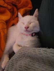 Lost Male Cat last seen M59 @ n hughes, Howell, MI 48855