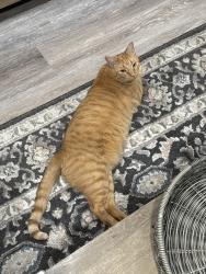 Lost Female Cat last seen Lowes, Lincolnton, NC 28092
