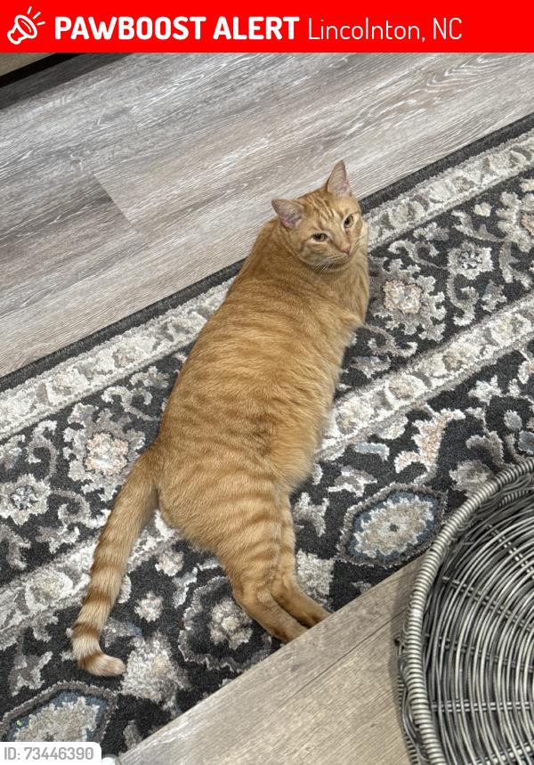 Lost Female Cat last seen Lowes, Lincolnton, NC 28092