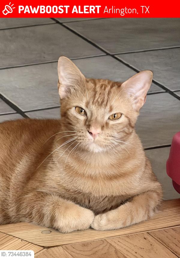 Lost Male Cat last seen Cripple creek x sherry, Arlington, TX 76014