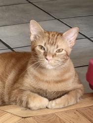 Lost Male Cat last seen Cripple creek x sherry, Arlington, TX 76014