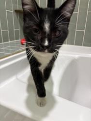 Found/Stray Unknown Cat last seen St. John Evangelical Lutheran Church, Forest Park, IL 60130