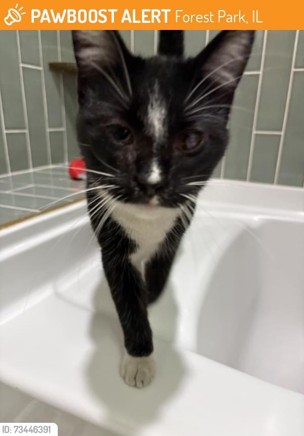 Found/Stray Unknown Cat last seen St. John Evangelical Lutheran Church, Forest Park, IL 60130