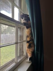 Lost Female Cat last seen Totopotomoy trail, Ashland, VA 23005