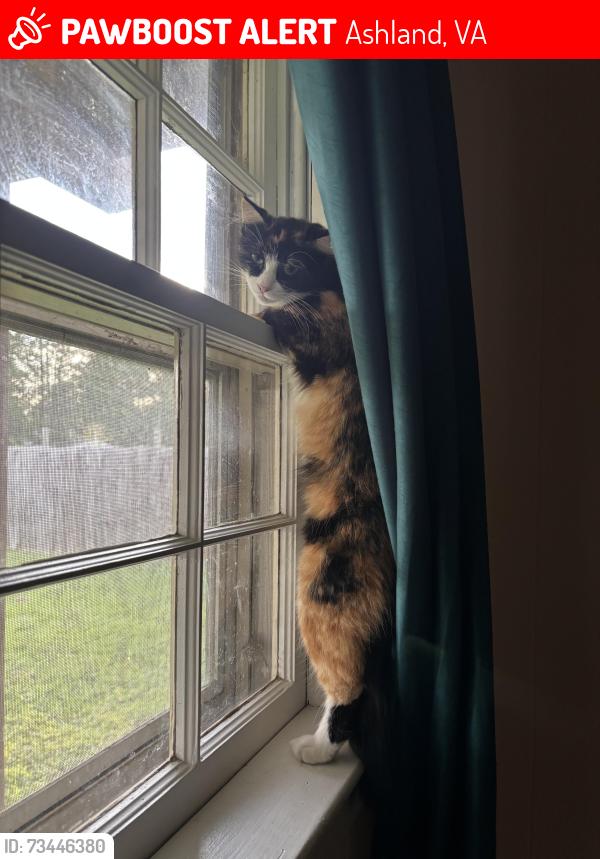 Lost Female Cat last seen Totopotomoy trail, Ashland, VA 23005