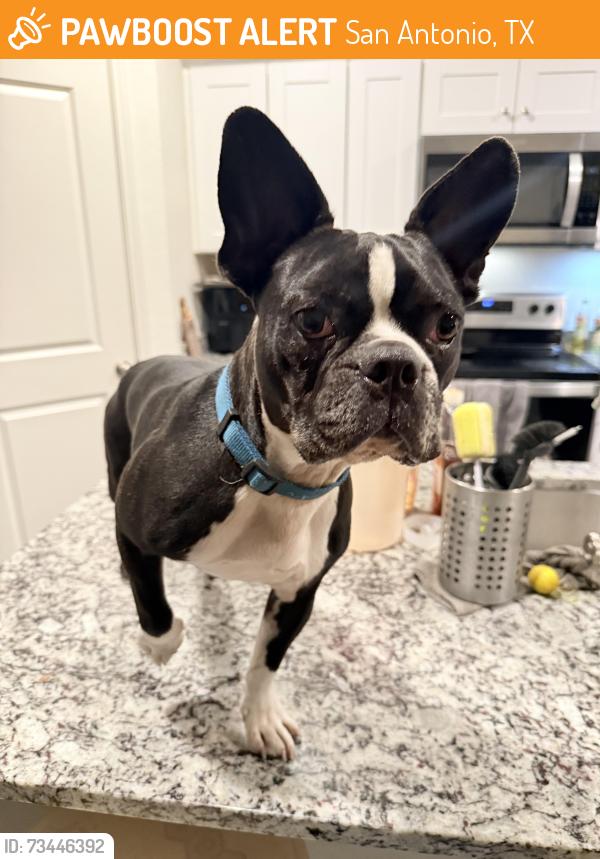 Found/Stray Male Dog last seen Near Potranco Rd, San Antonio, TX 78251, San Antonio, TX 78245
